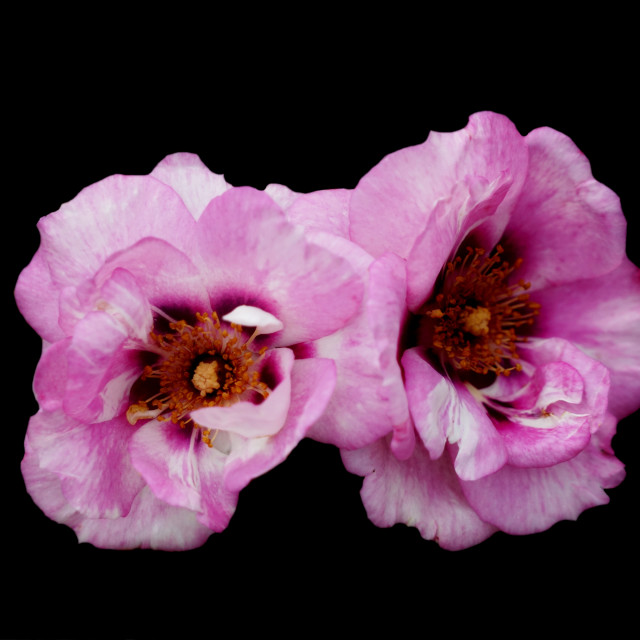"pink rose" stock image
