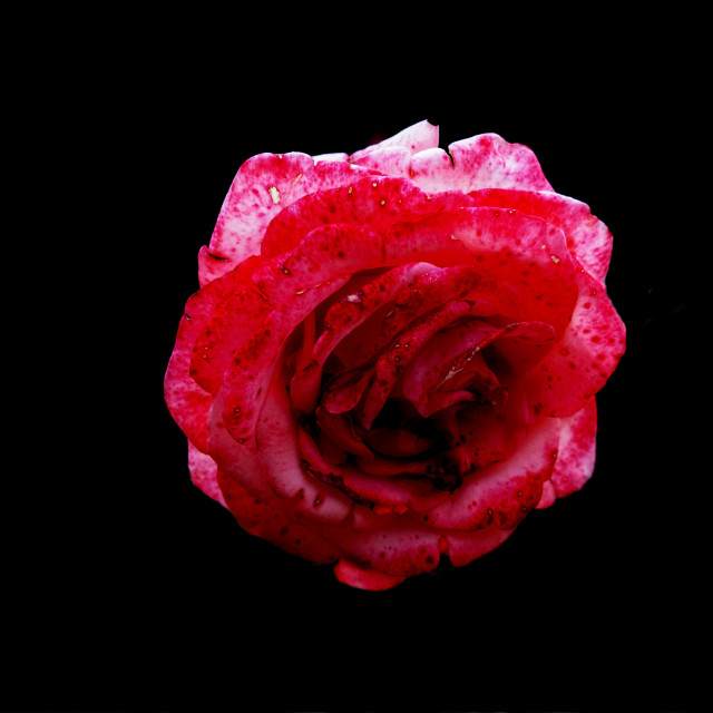 "red rose" by Amit Mendelsohn - $49.42 "red rose" stock image