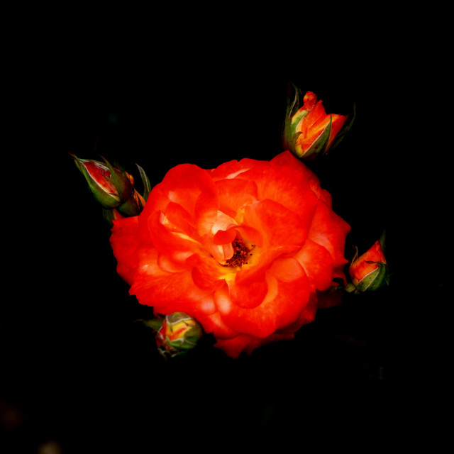 "orange rose" by Amit Mendelsohn - $49.42 "orange rose" stock image