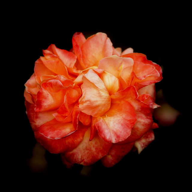 "orange rose" by Amit Mendelsohn - $49.42 "orange rose" stock image