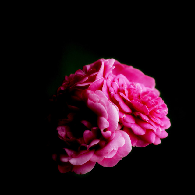 "pink roses" by Amit Mendelsohn - $49.42 "pink roses" stock image