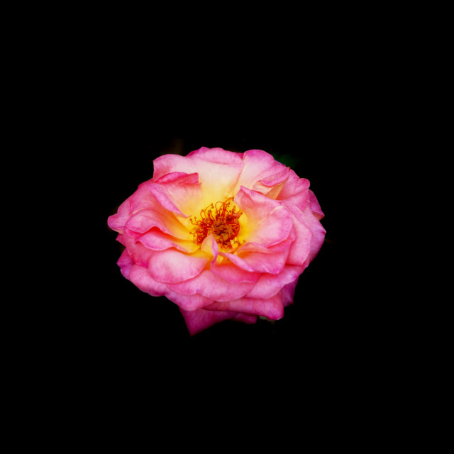 "pink rose" by Amit Mendelsohn - $49.42 "pink rose" stock image