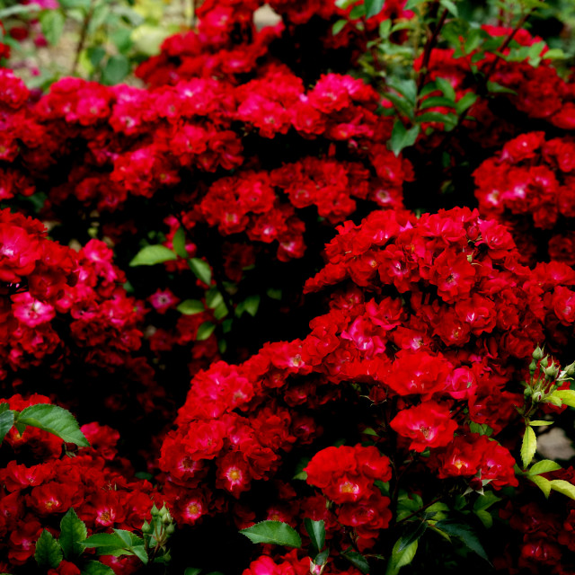 "red roses bush" by Amit Mendelsohn - $49.42 "red roses bush" stock image
