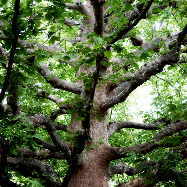 "a massive tree" by Amit Mendelsohn - $49.42 "a massive tree" stock image
