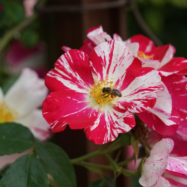 "a bee in a rose" stock image