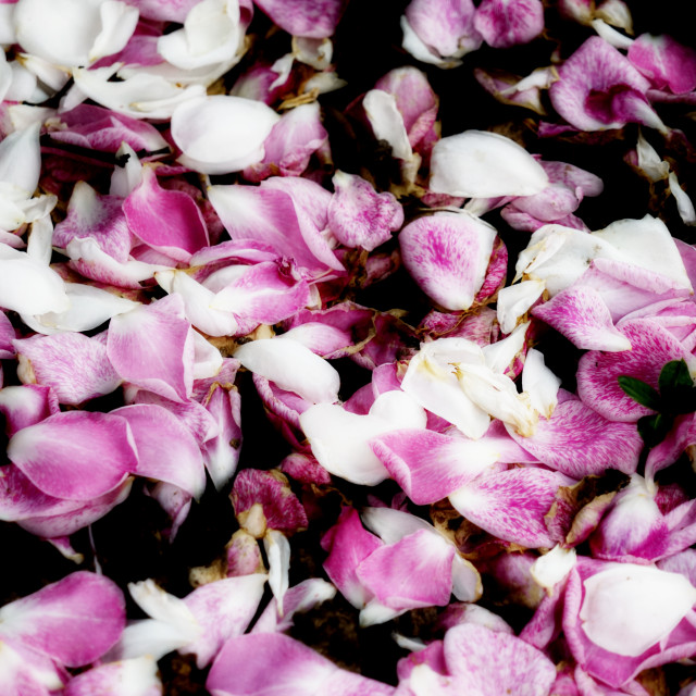 "rose petals" stock image