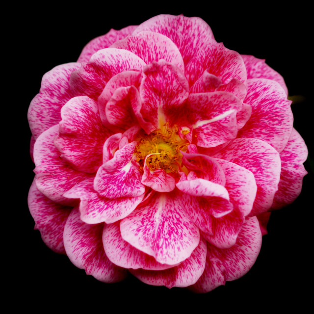 "pink rose" by Amit Mendelsohn - $49.42 "pink rose" stock image