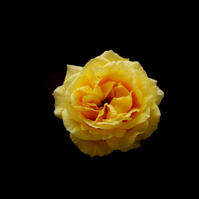 "yellow rose" by Amit Mendelsohn - $49.42 "yellow rose" stock image