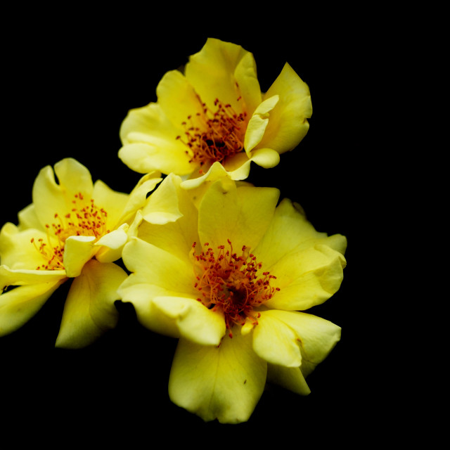 "yellow rose" by Amit Mendelsohn - $49.42 "yellow rose" stock image