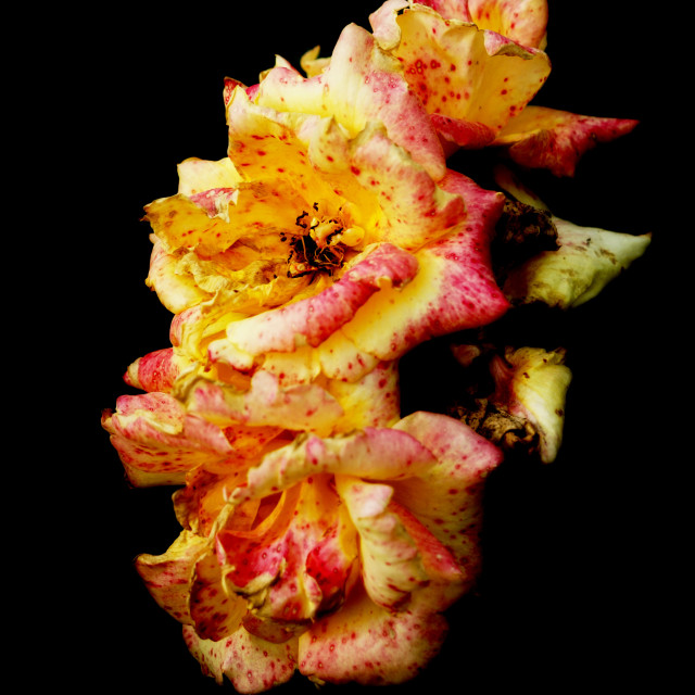 "yellow and red roses" by Amit Mendelsohn - $49.42 "yellow and red roses" stock image