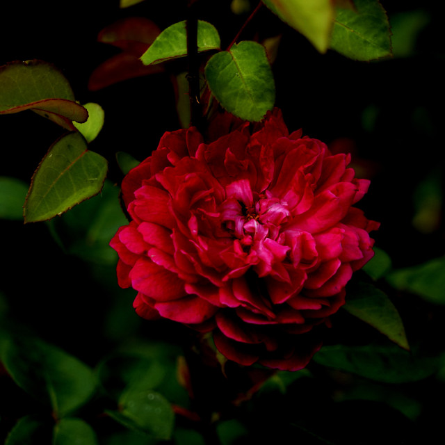 "red rose" by Amit Mendelsohn - $49.42 "red rose" stock image