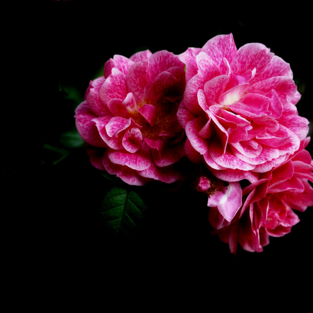 "pink rose" by Amit Mendelsohn - $49.42 "pink rose" stock image
