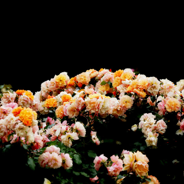 "roses" by Amit Mendelsohn - $49.42 "roses" stock image