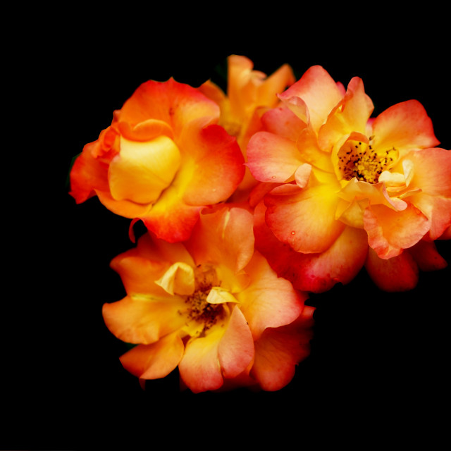 "orange rose" by Amit Mendelsohn - $49.42 "orange rose" stock image