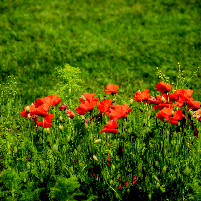 "poppies in the field" by Amit Mendelsohn - $49.42 "poppies in the field" stock image