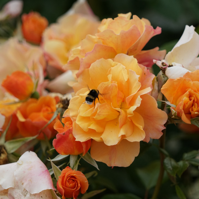 "orange roses" by Amit Mendelsohn - $49.42 "orange roses" stock image