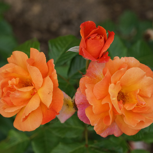 "orange rose" by Amit Mendelsohn - $49.42 "orange rose" stock image