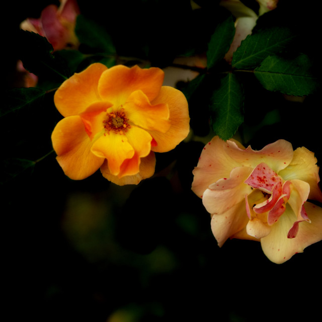 "orange and yellow rose" by Amit Mendelsohn - $49.42 "orange and yellow rose" stock image