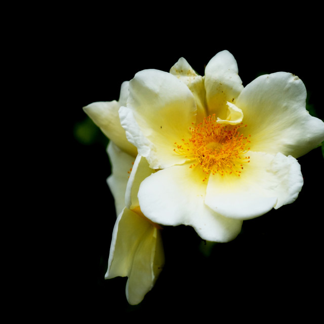 "white rose" by Amit Mendelsohn - $49.42 "white rose" stock image