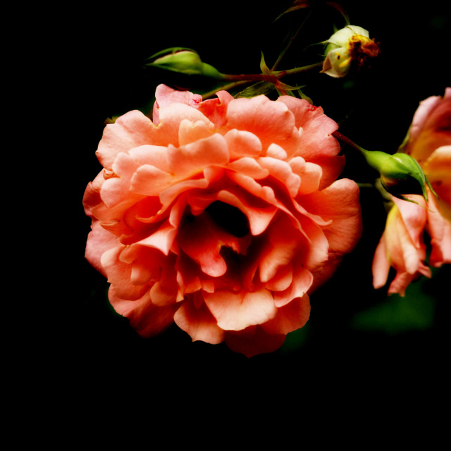 "orange rose" by Amit Mendelsohn - $49.42 "orange rose" stock image