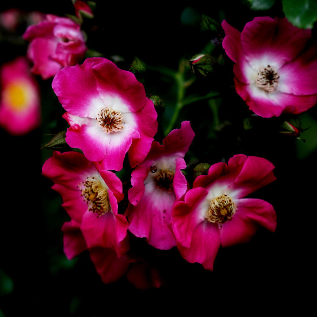 "red rose" by Amit Mendelsohn - $49.42 "red rose" stock image