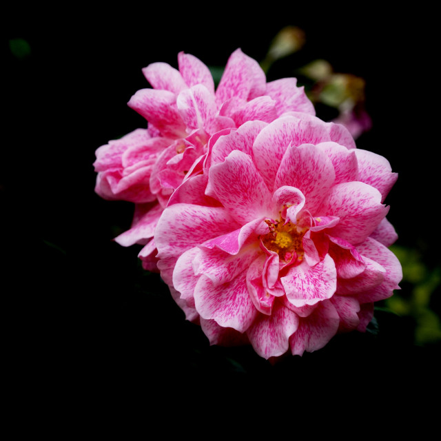 "pink rose" by Amit Mendelsohn - $49.42 "pink rose" stock image