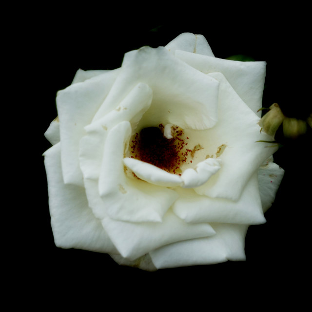 "white rose" by Amit Mendelsohn - $49.42 "white rose" stock image