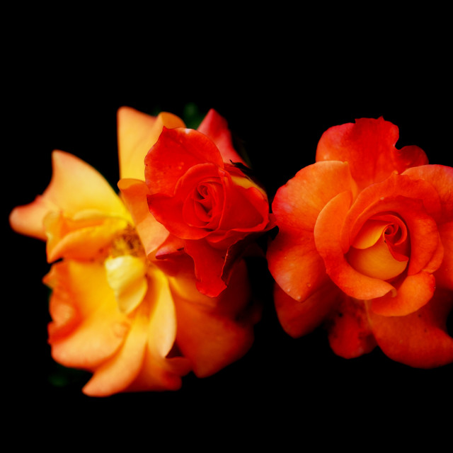 "orange rose" by Amit Mendelsohn - $49.42 "orange rose" stock image