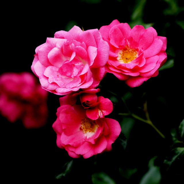 "red rose" by Amit Mendelsohn - $49.42 "red rose" stock image