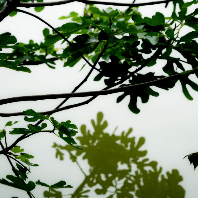 "fig tree and reflection" by Amit Mendelsohn - $49.42 "fig tree and reflection" stock image