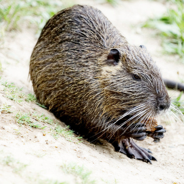 "nutria eating" by Amit Mendelsohn - $49.42 "nutria eating" stock image