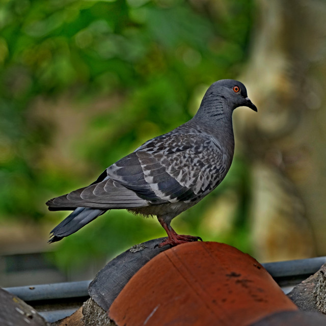 "A pigeon" by Amit Mendelsohn - $49.42 "A pigeon" stock image