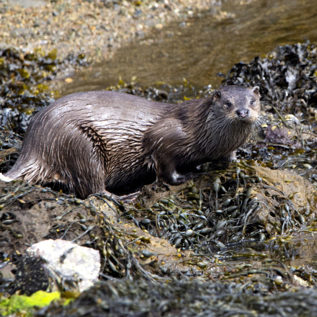 "An Otter on Eilean Chaluim Chille, Isle of Lewis" stock image