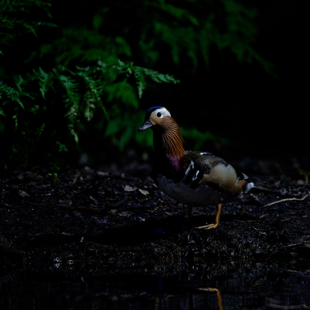 "Mandarin Duck" stock image