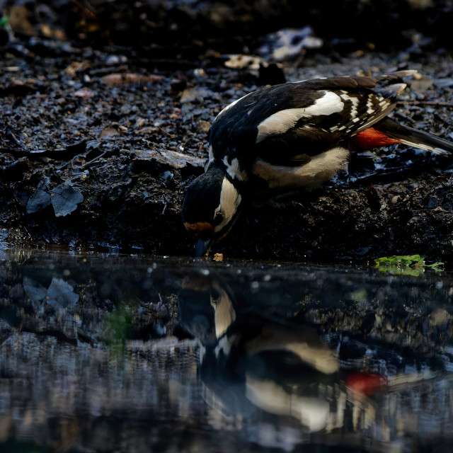 "Great Spotted Woodpecker" stock image