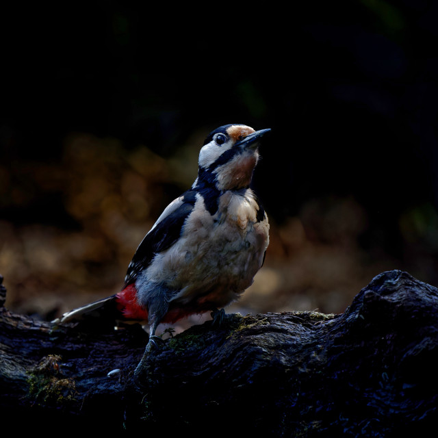 "Great Spotted Woodpecker" stock image