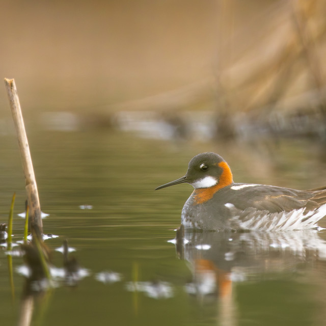 "Red necked phalarope" stock image