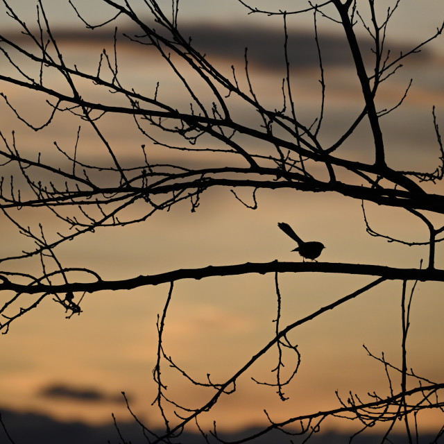 "Twilight Serenade" stock image