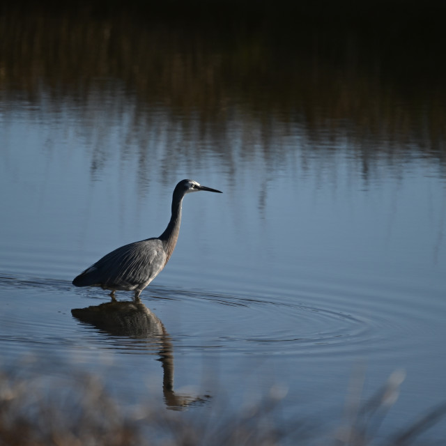 "Morning Stroll" stock image