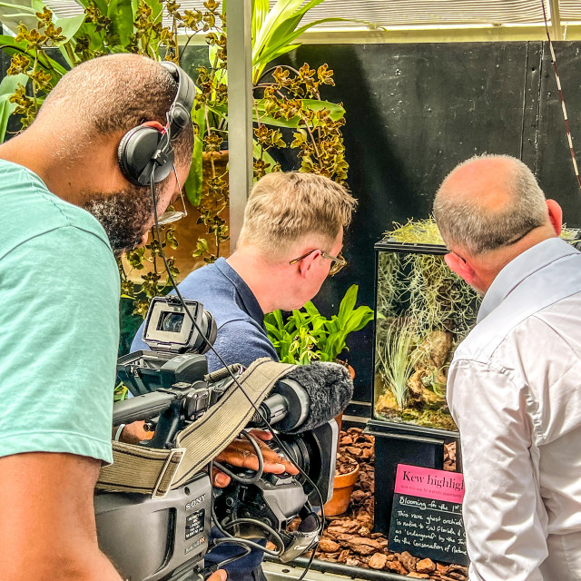 "Filming the rare Florida Ghost Orchid coming into flower" stock image