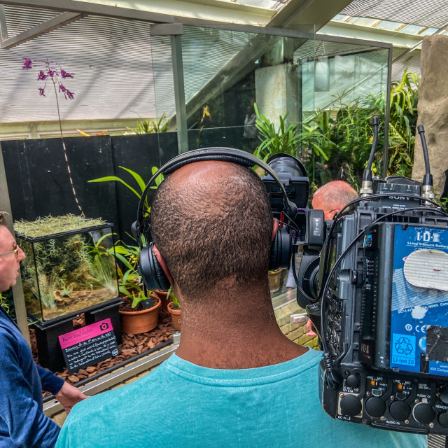 "Filming the rare Florida Ghost Orchid coming into flower" stock image