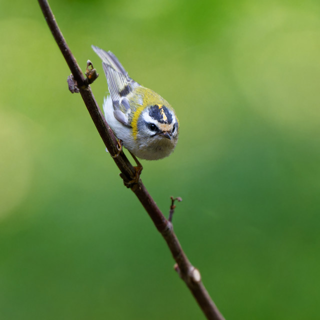 "Common Firecrest" stock image