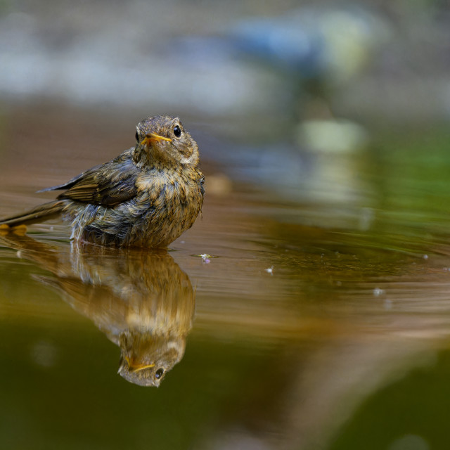 "Robin juvenile" stock image