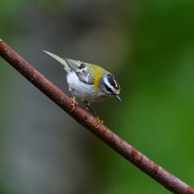 "Common Firecrest" stock image