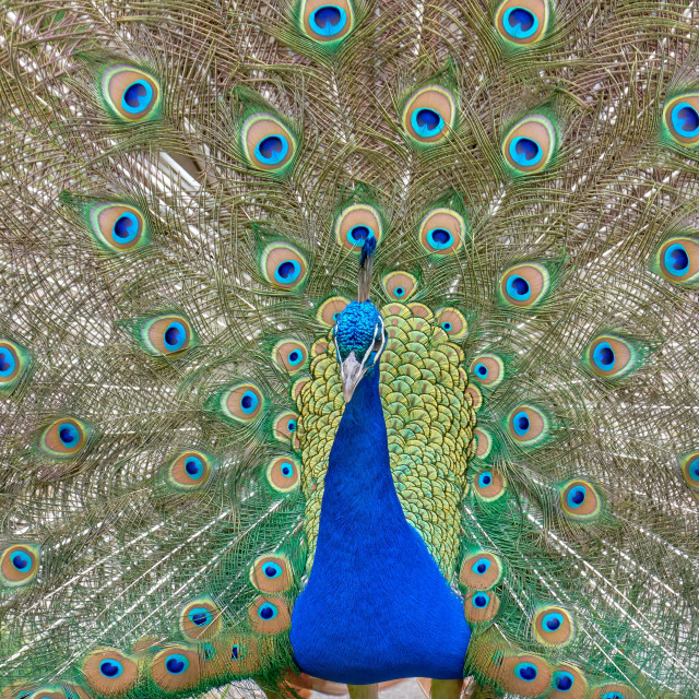 "Peacock's beauty" stock image