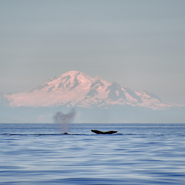 "Humpback Whales" stock image