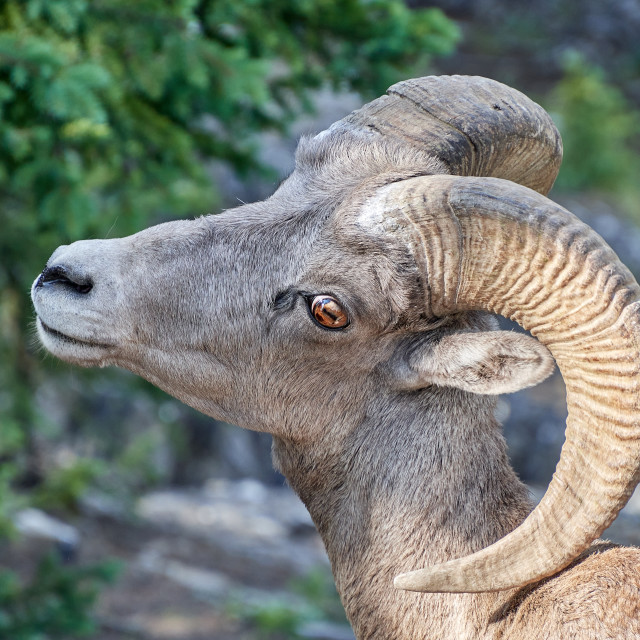 "Mountain Goat" by Carlos A Esquivel - $19.78 "Mountain Goat" stock image