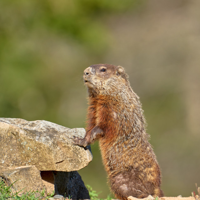 "Curious Groundhog" stock image