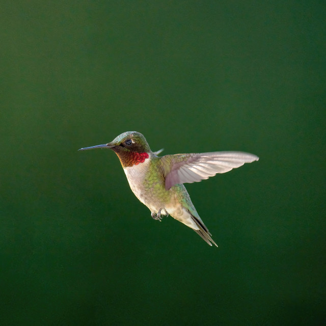 "Ruby-Throated Hummingbird" stock image