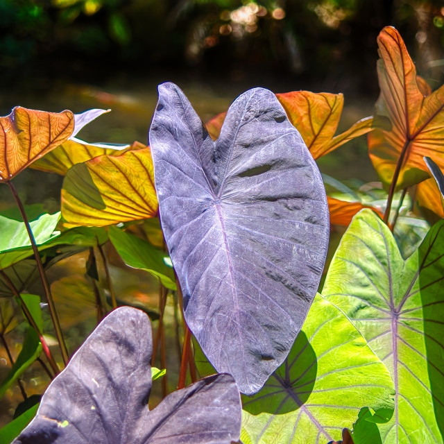 "Colourful leaves" stock image